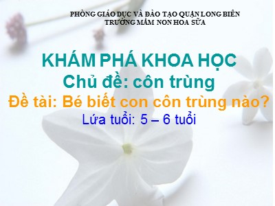 Bài giảng Khám phá khoa học Lớp Lá - Đề tài: Bé biết con côn trùng nào? - Trường Mầm non Hoa Sữa