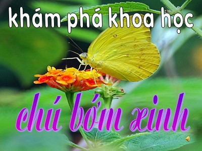 Bài giảng Khám phá khoa học Lớp Mầm - Đề tài: Chú bướm xinh