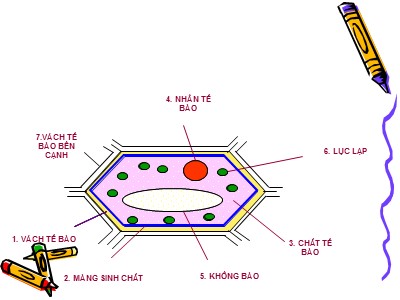 Bài giảng Sinh học Lớp 6 - Bài 8: Sự lớn lên và phân chia tế bào - Trường THCS Ngô Sĩ Liên