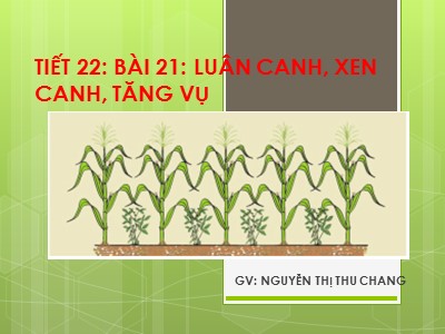 Bài giảng Công nghệ Lớp 7 - Bài 21: Luân canh, xen canh, tăng vụ - Nguyễn Thị Thu Chang