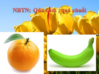 Bài giảng Phát triển nhận thức Lớp Nhà trẻ - Đề tài: Nhận biết phân biệt quả cam, quả chuối - Nguyễn Hương Sen
