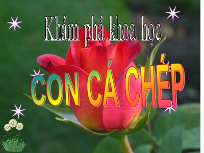 Bài giảng Khám phá khoa học - Bài: Con cá chép