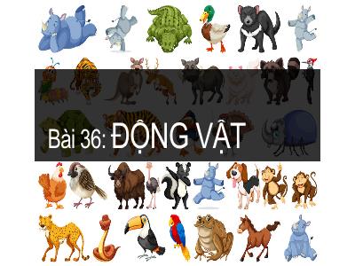 Bài giảng môn KHTN Lớp 6 - Bài 36: Động vật